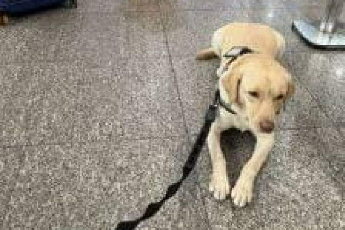 Cão de e emocional Teddy